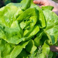 Exploring Agrivoltaics: Solar Design and Lettuce Yield in Fresno, California