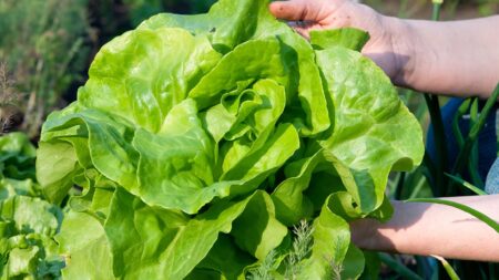 Exploring Agrivoltaics: Solar Design and Lettuce Yield in Fresno, California