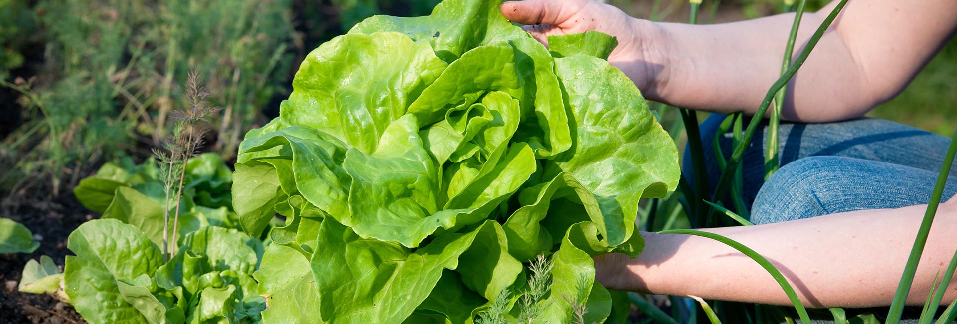 Exploring Agrivoltaics: Solar Design and Lettuce Yield in Fresno, California