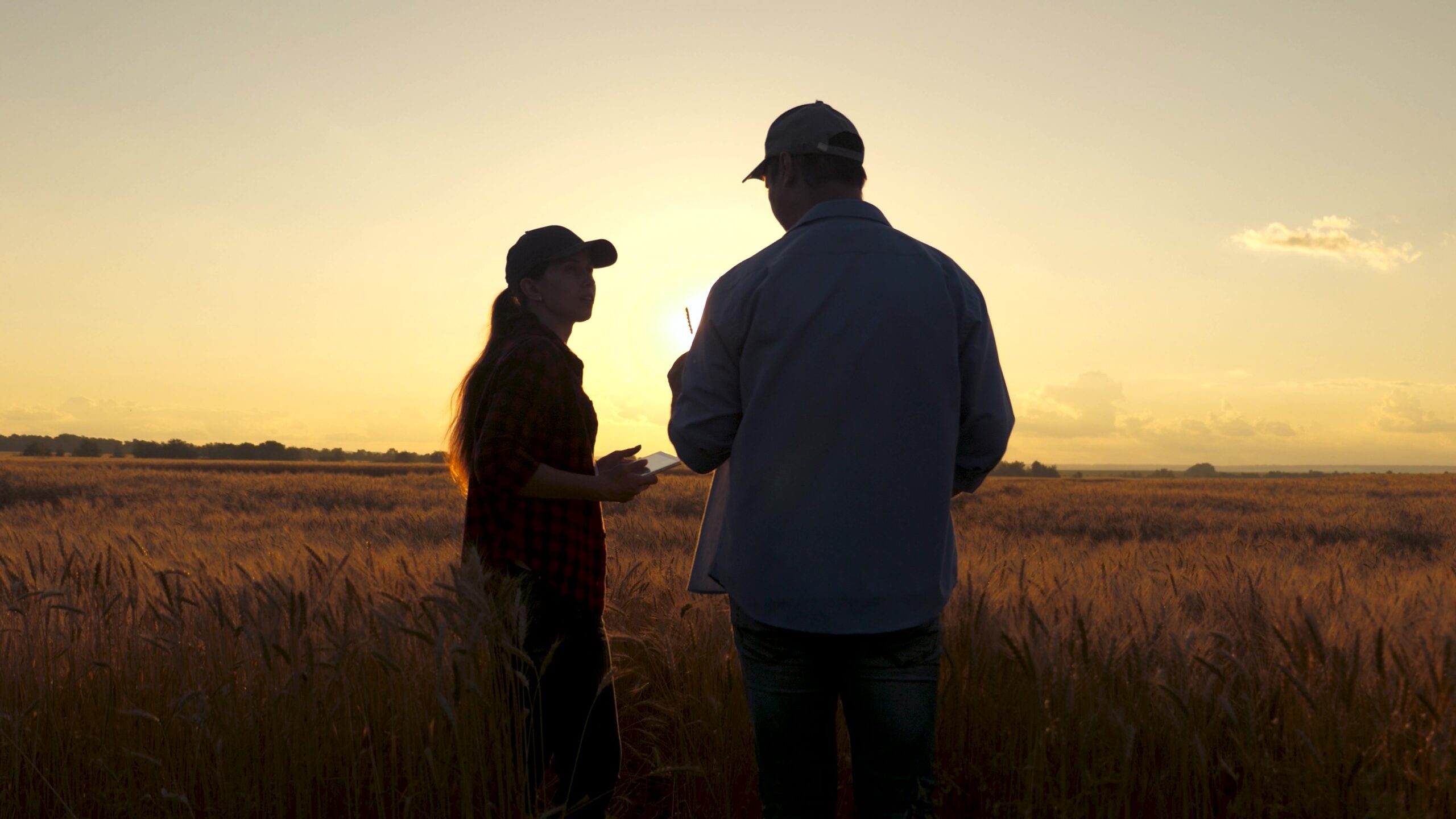 A group of farmers working in a wheat field using a digital tablet in the rays of shale. Man and woman work together, teamwork in agribusiness. Growing grain using digital technology. Harvest of bread