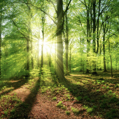 Sol Systems Purchases High-Integrity Carbon Removal Credits from Chestnut Carbon