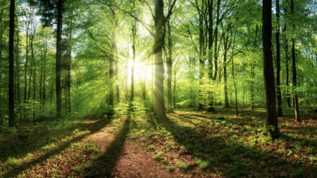 Sol Systems Purchases High-Integrity Carbon Removal Credits from Chestnut Carbon