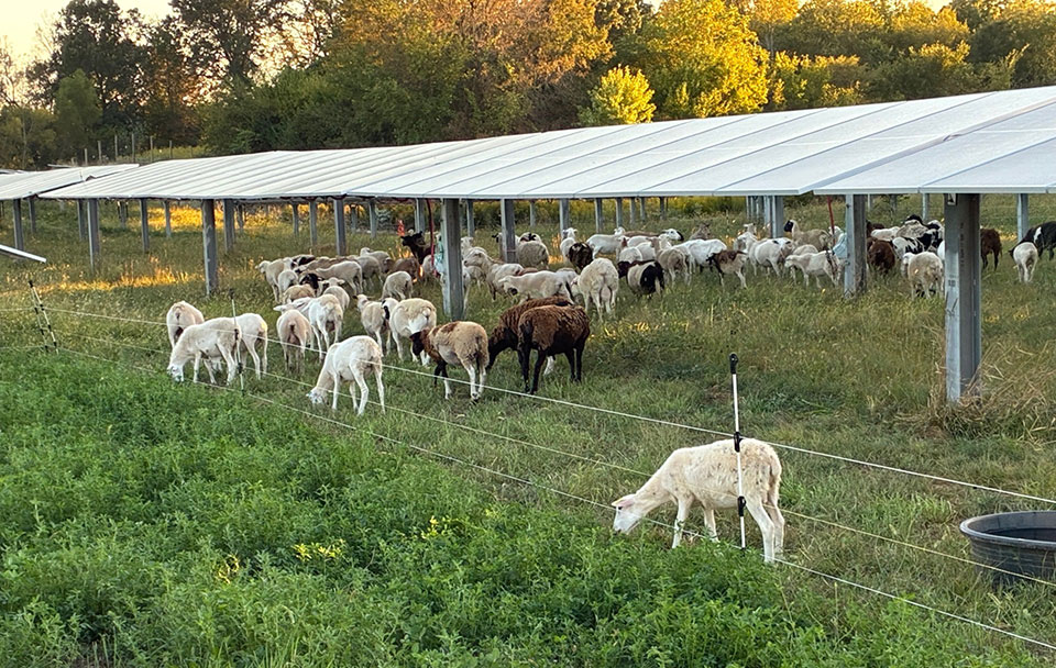Sheep grazing to support vegetation management